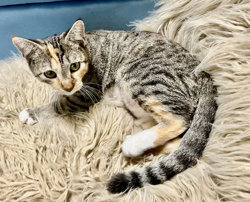 Cappuccino thumbnail 2