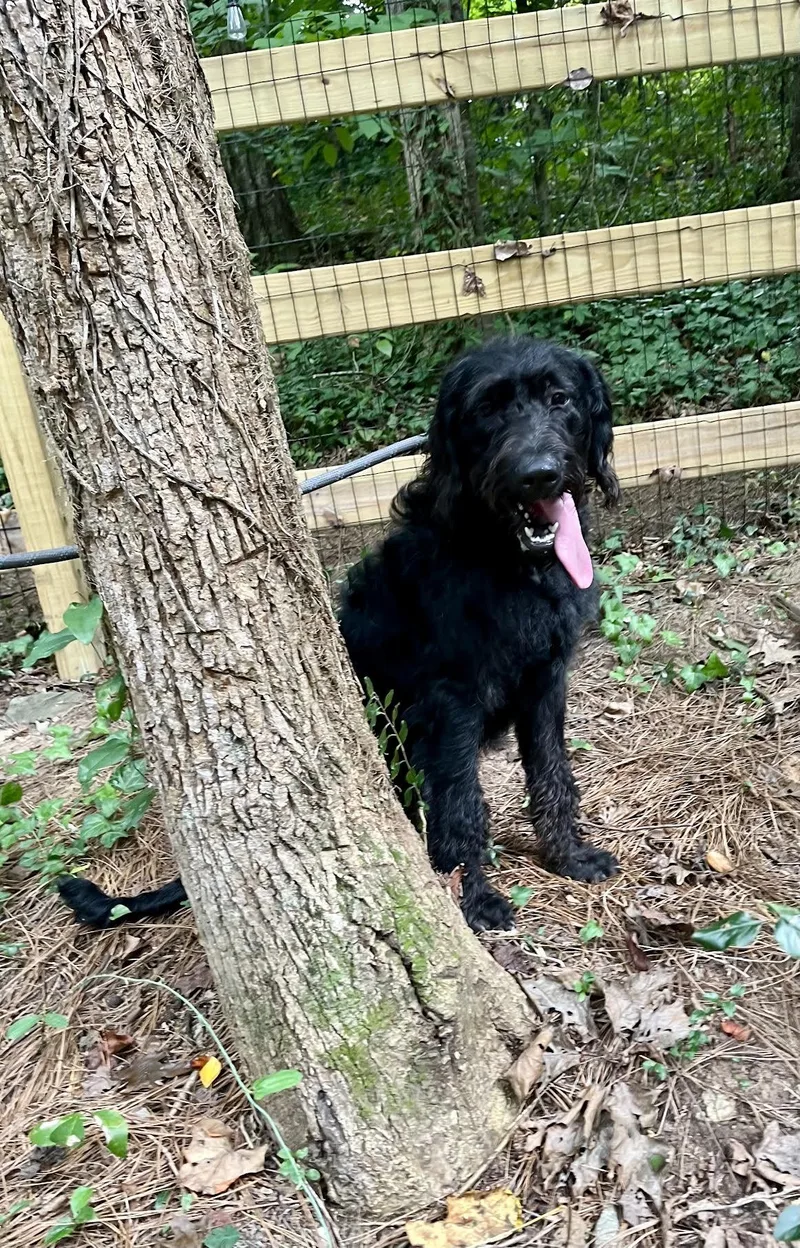 Charliedoodle