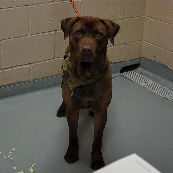 An adult large-sized male Red / Chestnut / Orange Pit Bull Terrier dog named Reggie for adoption in Tacoma, WA