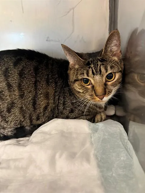 A young medium-sized male Domestic Short Hair cat named Runt for adoption in Cookeville, TN