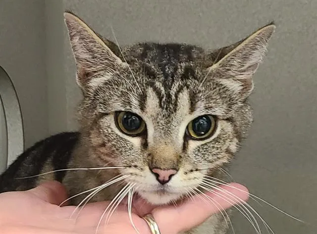 Kitkat