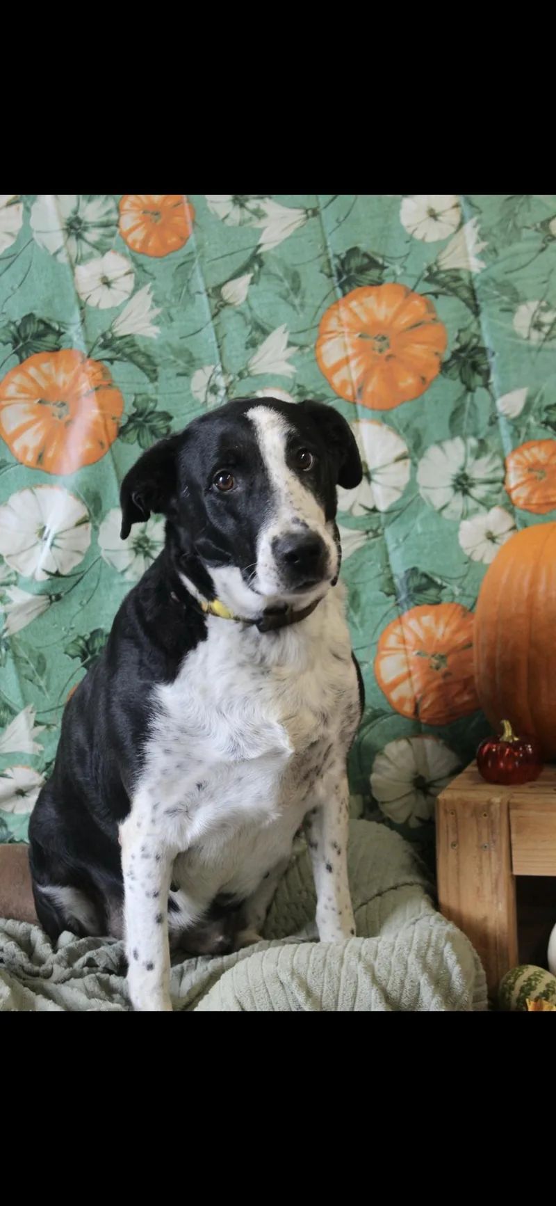 An adult medium-sized female Black Labrador Retriever dog named Domino for adoption in Berea, KY
