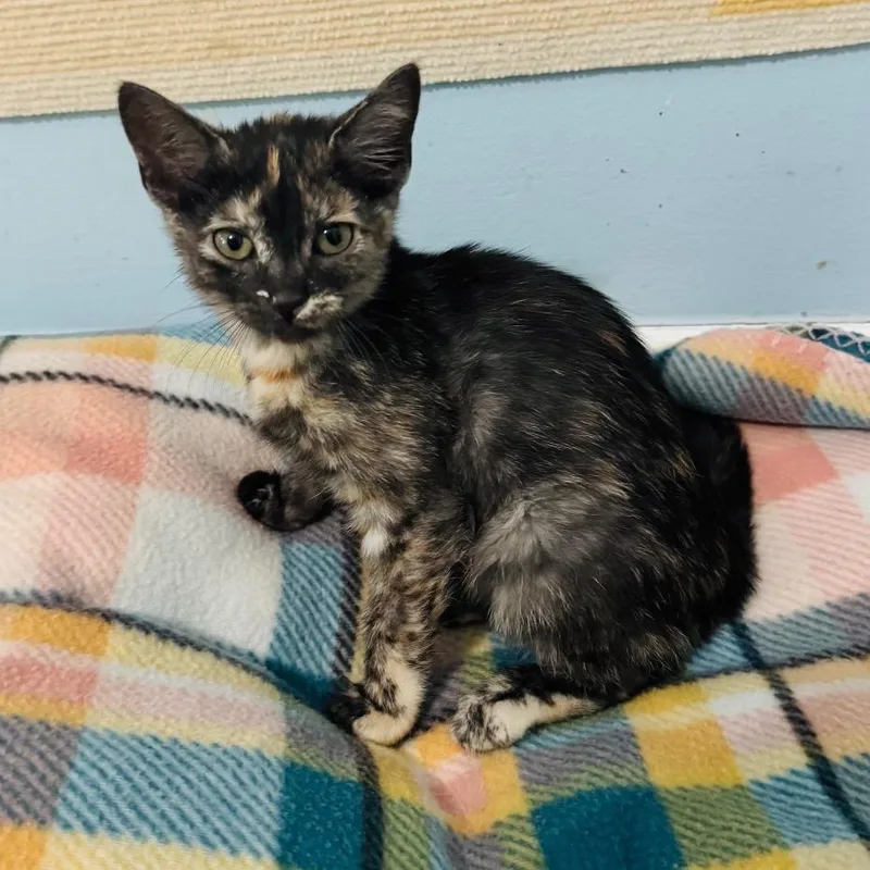 A baby small-sized female Tortoiseshell Domestic Short Hair cat named Katherine for adoption in Brownsboro, AL