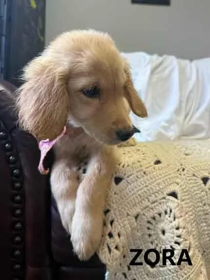 A baby medium-sized female Goldendoodle dog named Zora for adoption in Washington, GA