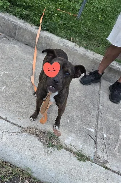 An adult medium-sized female Boxer dog named Mary for adoption in San Antonio, TX
