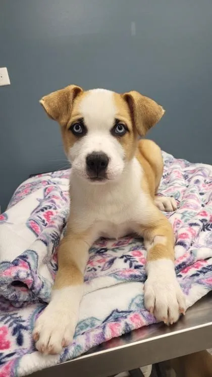 A baby medium-sized male Yellow / Tan / Blond / Fawn Husky dog named Beamer for adoption in Tinley Park, IL