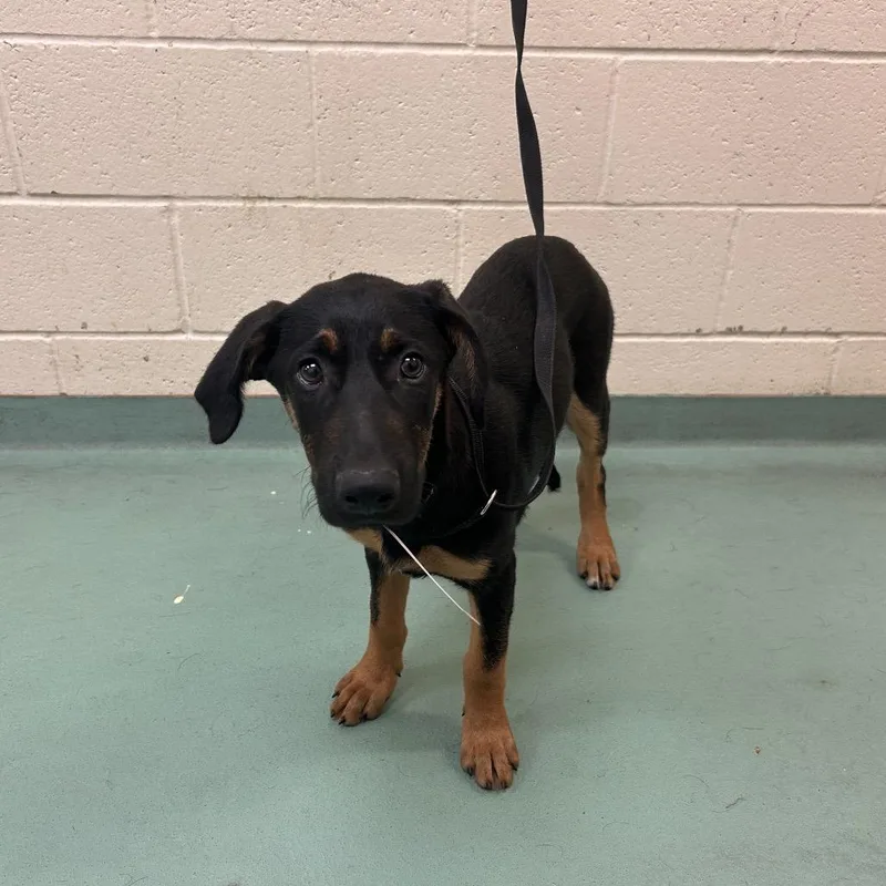 A baby medium-sized female Black Mixed Breed dog named Lass for adoption in Memphis, TN