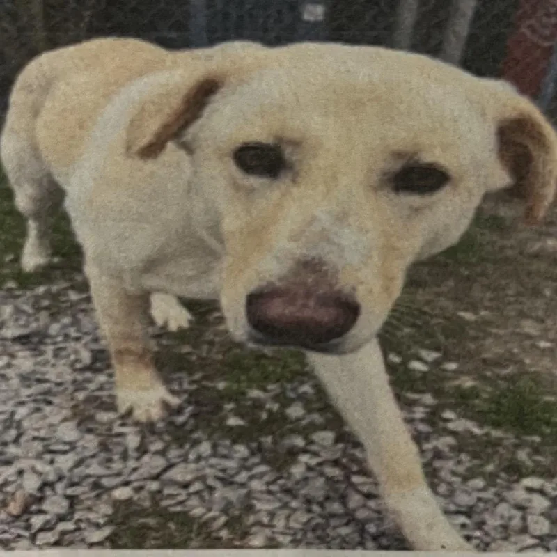 Honey Flower thumbnail 2