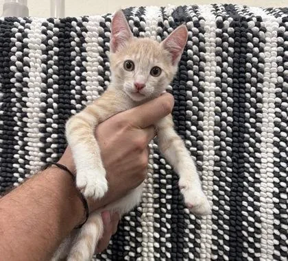 A baby small-sized male Domestic Short Hair cat named Farley for adoption in Honolulu, HI