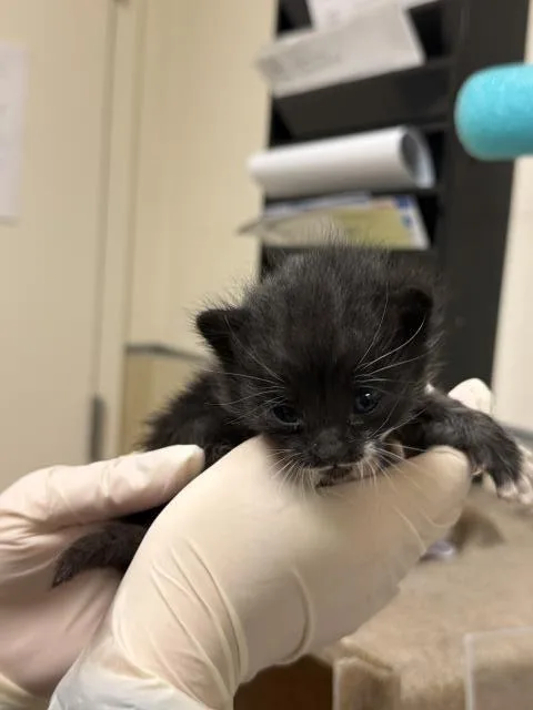 A baby small-sized female Domestic Short Hair cat named Sally for adoption in Riverside, CA