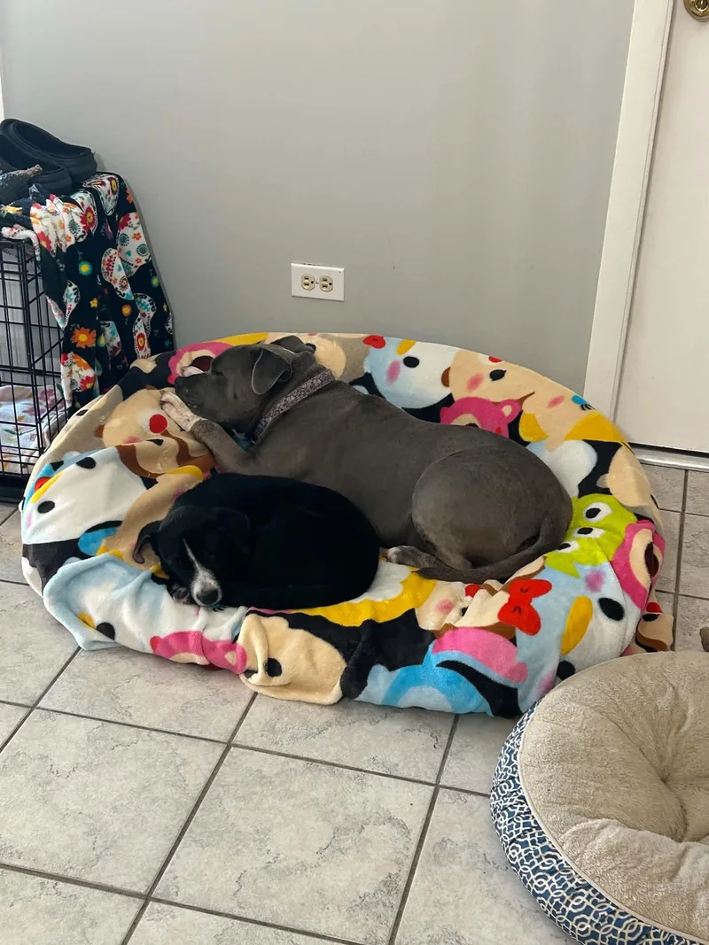 A baby medium-sized male Black Labrador Retriever dog named Pineapple for adoption in Plainfield, IL
