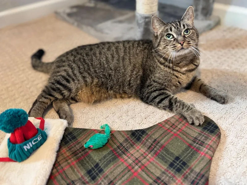 An adult medium-sized female Tabby (Brown / Chocolate) Tiger cat named Cleopatra for adoption in West Lafayette, IN