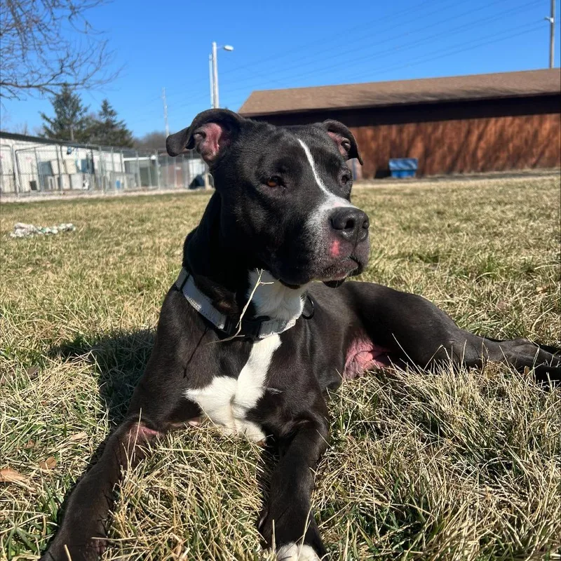 Phat Llama thumbnail 2