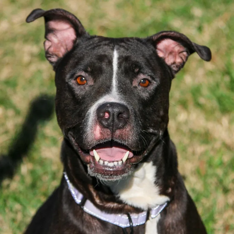 Phat Llama thumbnail 3