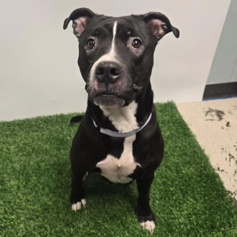 Phat Llama thumbnail 4