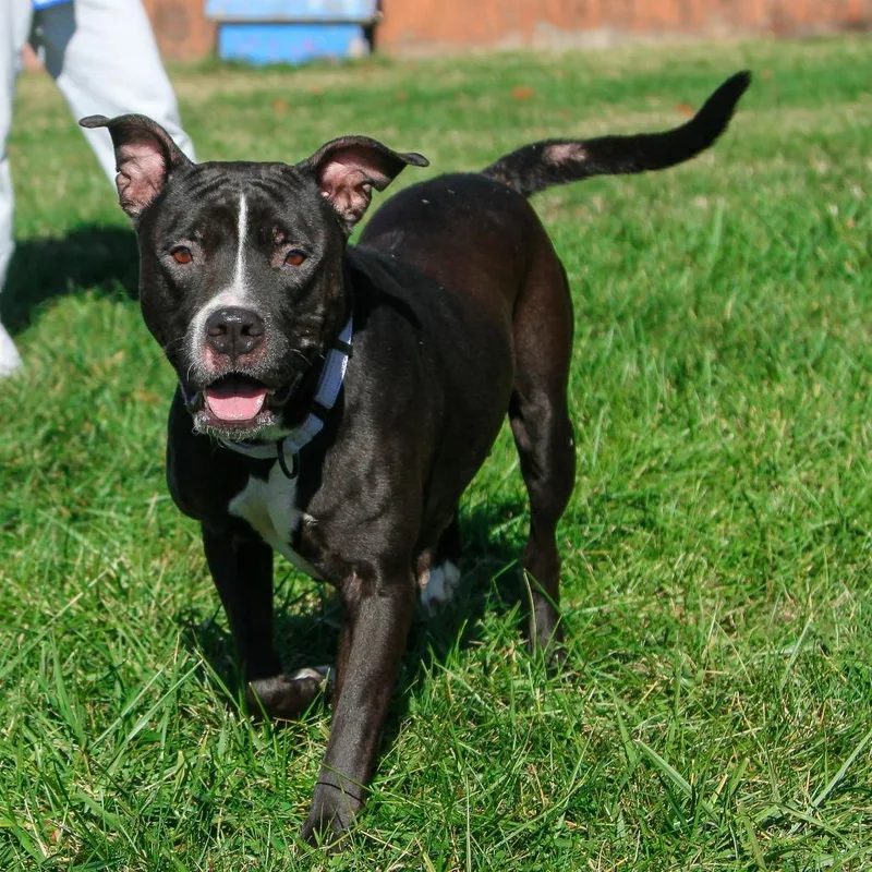 Phat Llama thumbnail 6