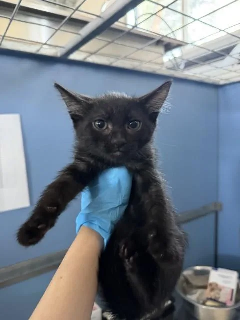A baby small-sized female Domestic Medium Hair cat named June for adoption in San Bernardino, CA