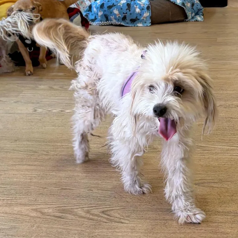 A senior small-sized female White / Cream Miniature Poodle dog named I Want Candy for adoption in San Francisco, CA