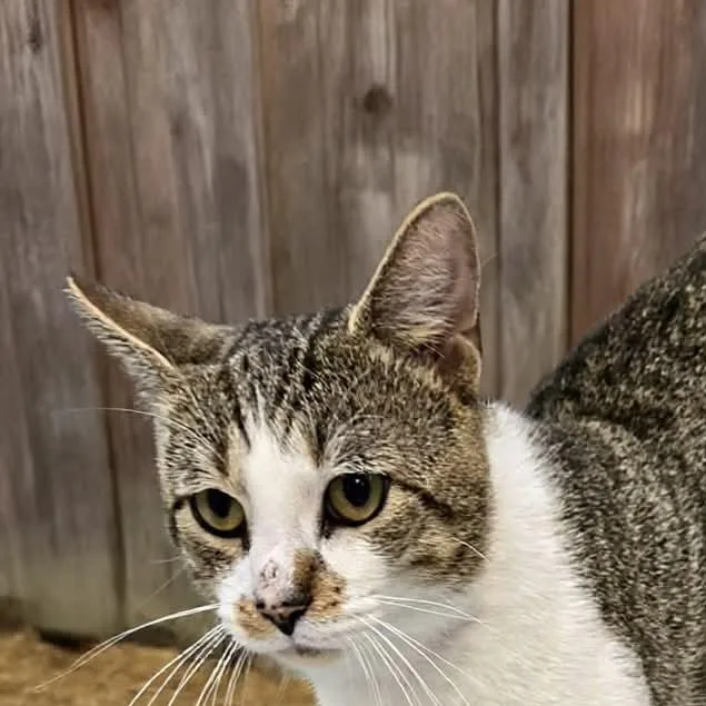 An adult medium-sized male Brown / Chocolate Domestic Short Hair cat named Pepsi for adoption in Xenia , OH