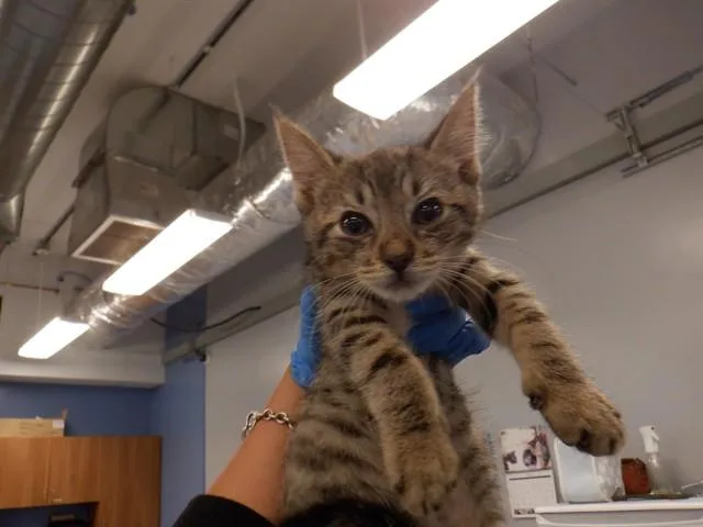 A baby small-sized male Domestic Short Hair cat named Geo for adoption in San Jose, CA