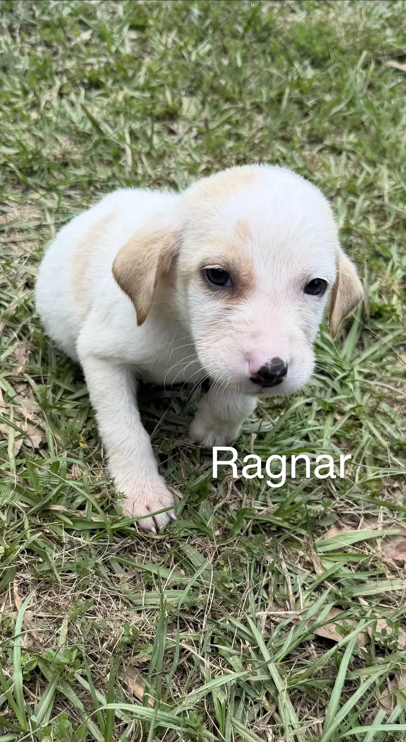A baby medium-sized male Labrador Retriever dog named Ragnar for adoption in Kiln, MS