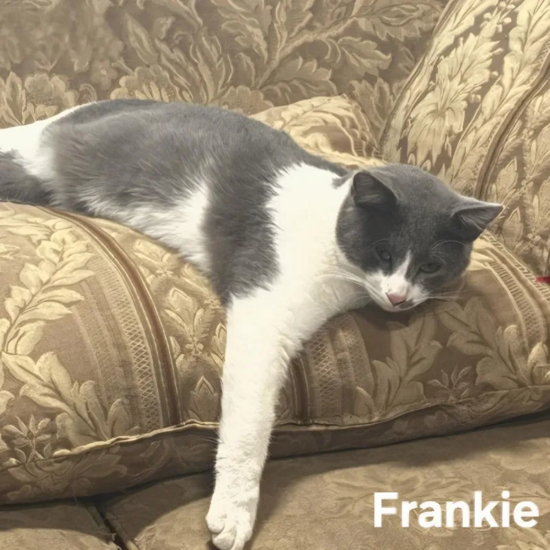 Frankie thumbnail 2
