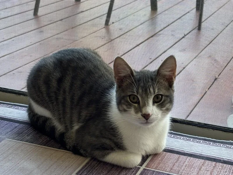 Charcoal thumbnail 3