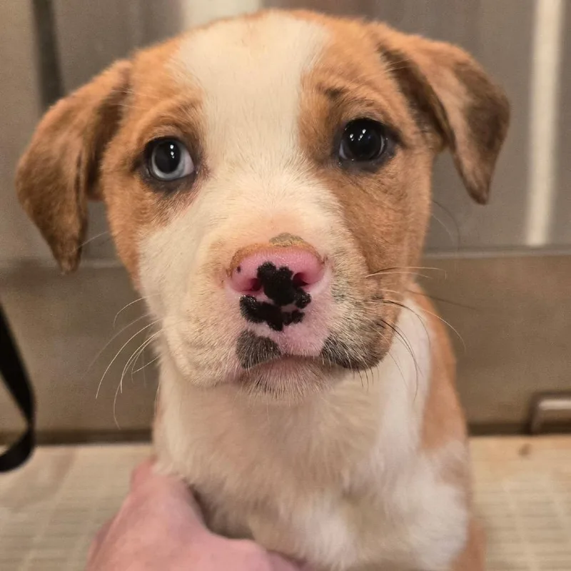 Cheesecake thumbnail 2