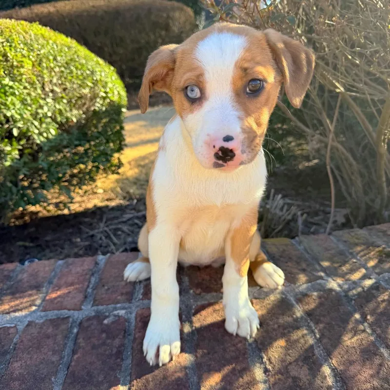 Cheesecake thumbnail 3