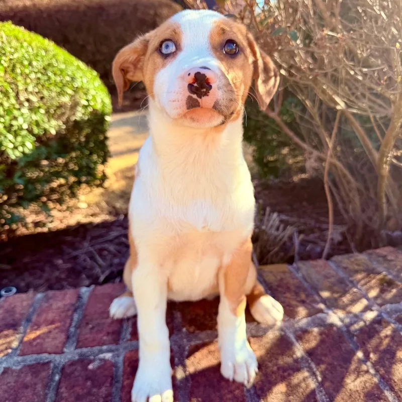 Cheesecake thumbnail 4