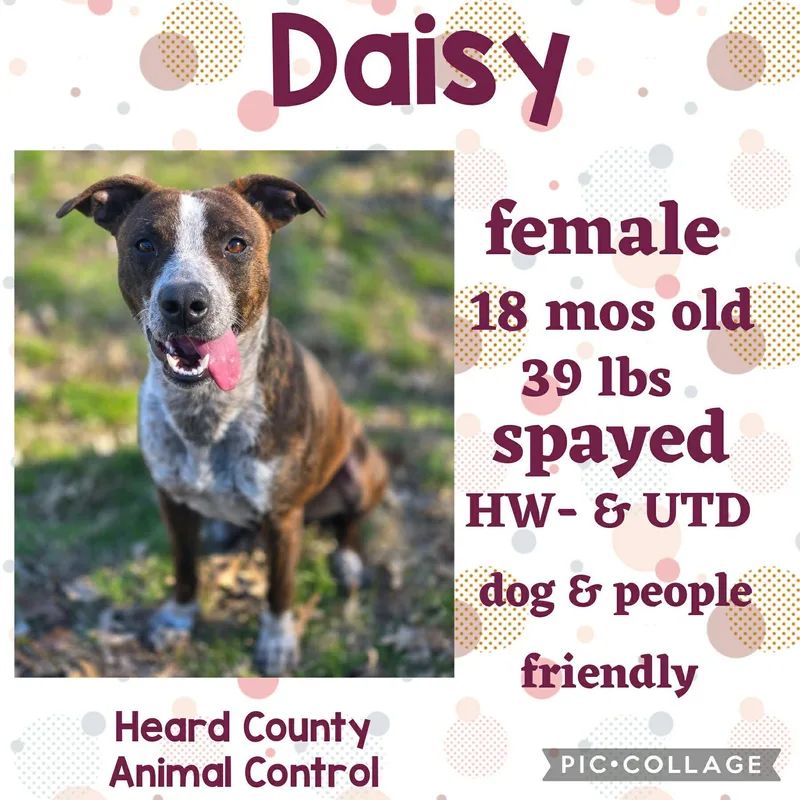 Daisy