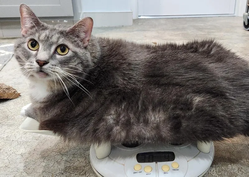 Jelly Roll thumbnail 2