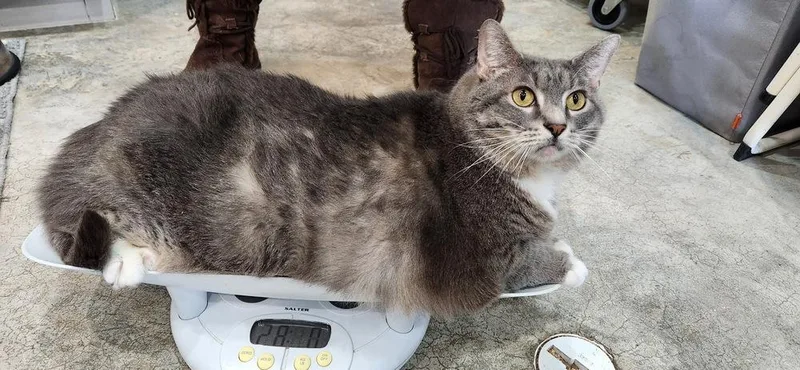 Jelly Roll thumbnail 3