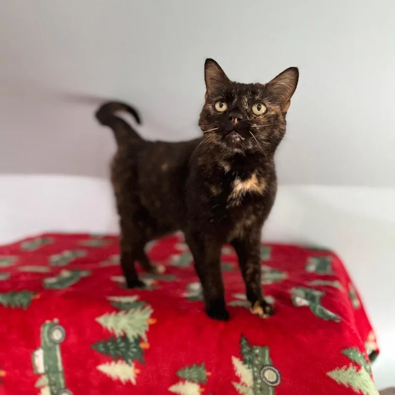 Sugar Britches thumbnail 2