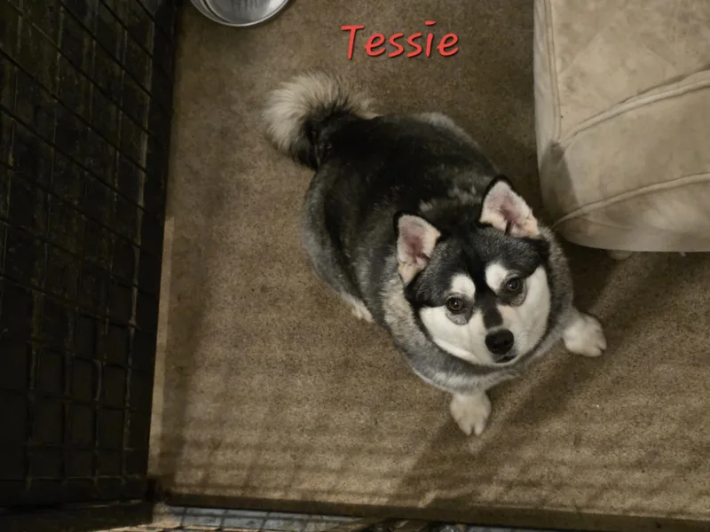 Tessie thumbnail 6