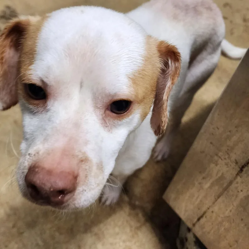 Palomino thumbnail 2