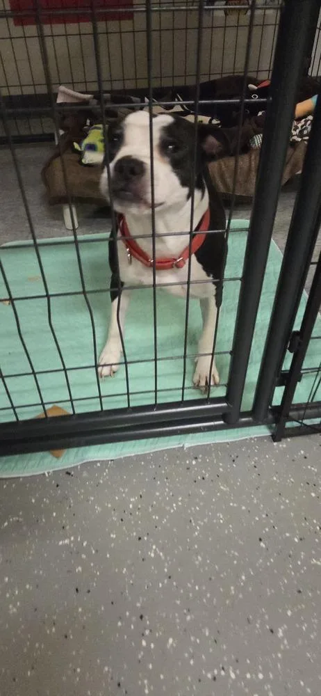 Chrysler thumbnail 2