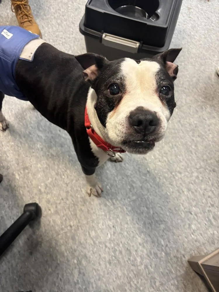 Chrysler thumbnail 4