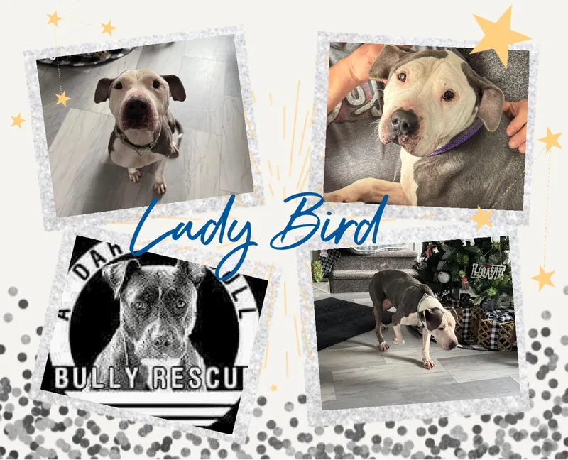 Lady Bird