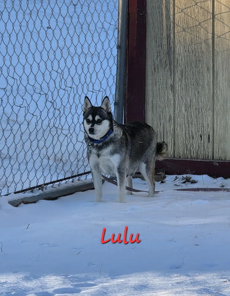Lulu thumbnail 5