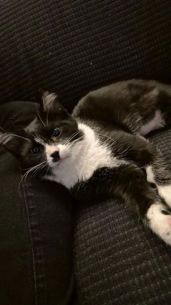 Maximillian thumbnail 2