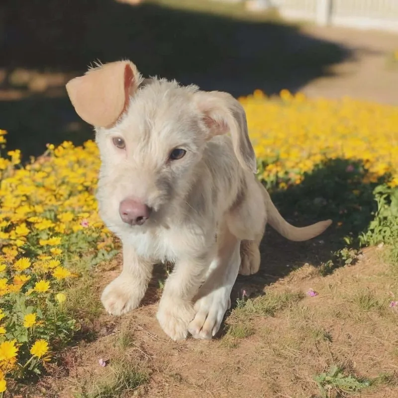 Teddy Junior thumbnail 2