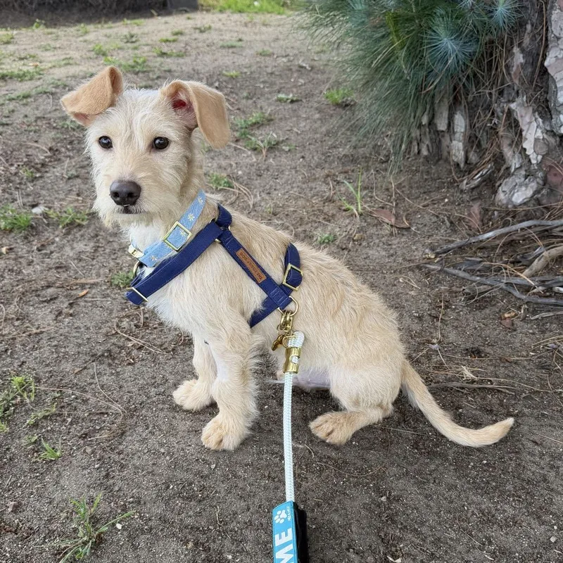 Teddy Junior thumbnail 3