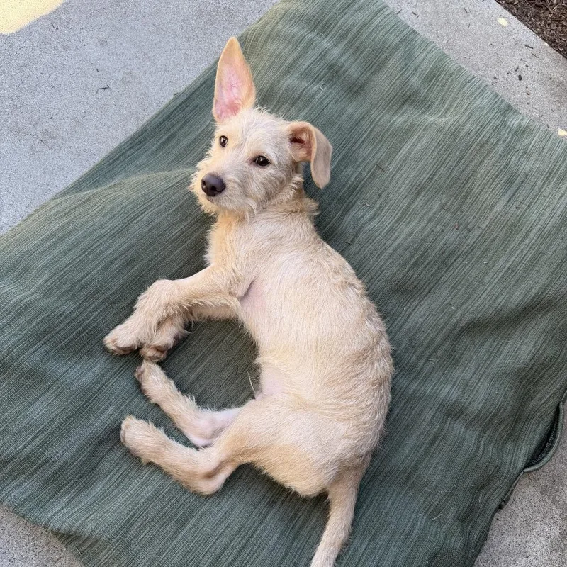 Teddy Junior thumbnail 4