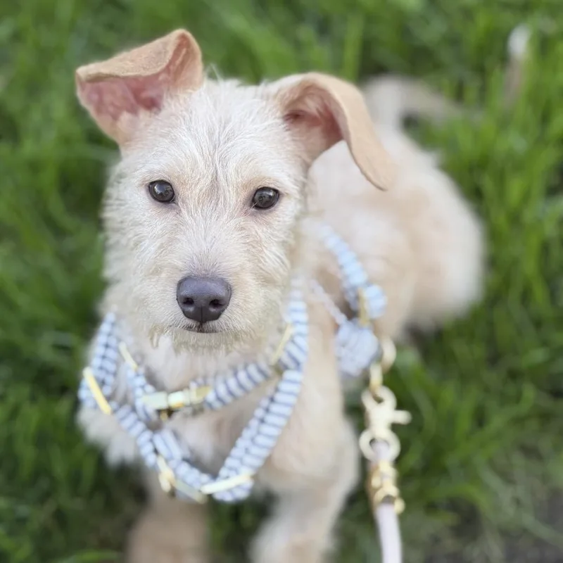 Teddy Junior thumbnail 5