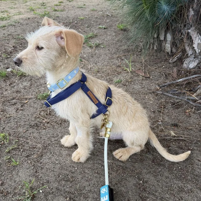 Teddy Junior thumbnail 6