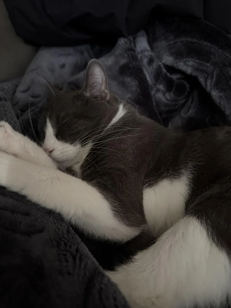 Samburgler thumbnail 2