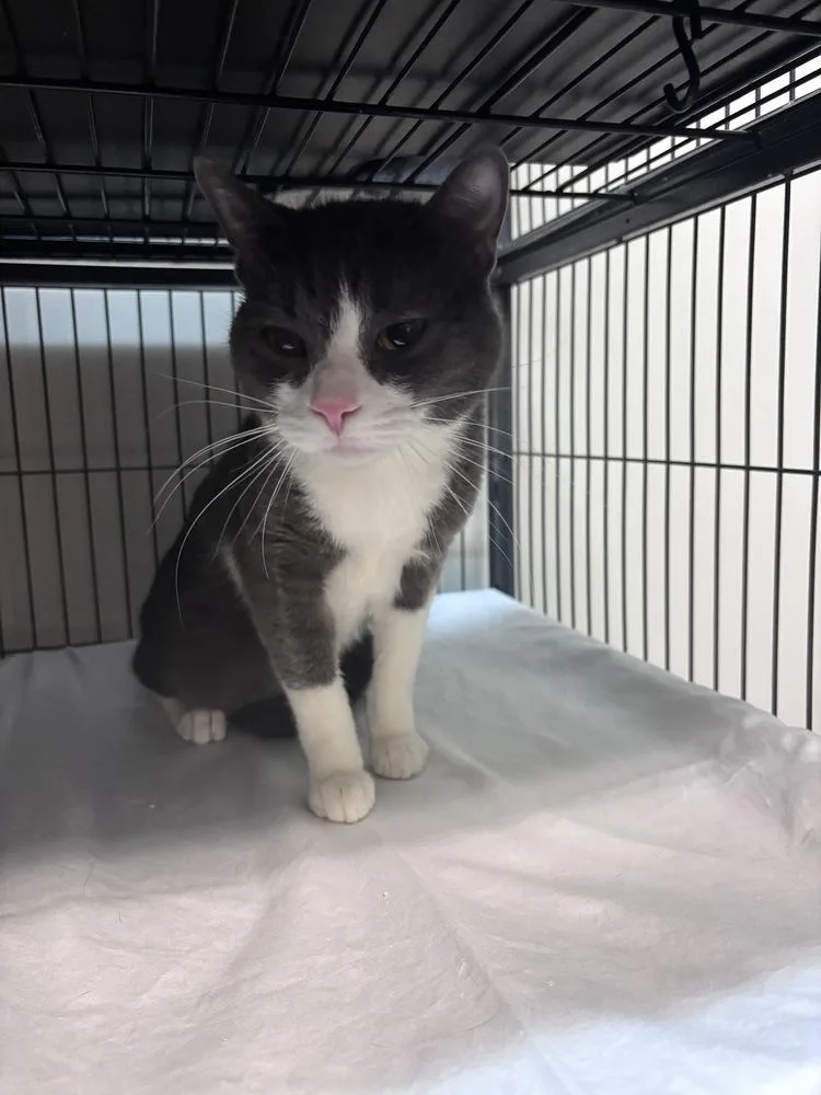 Samburgler thumbnail 3