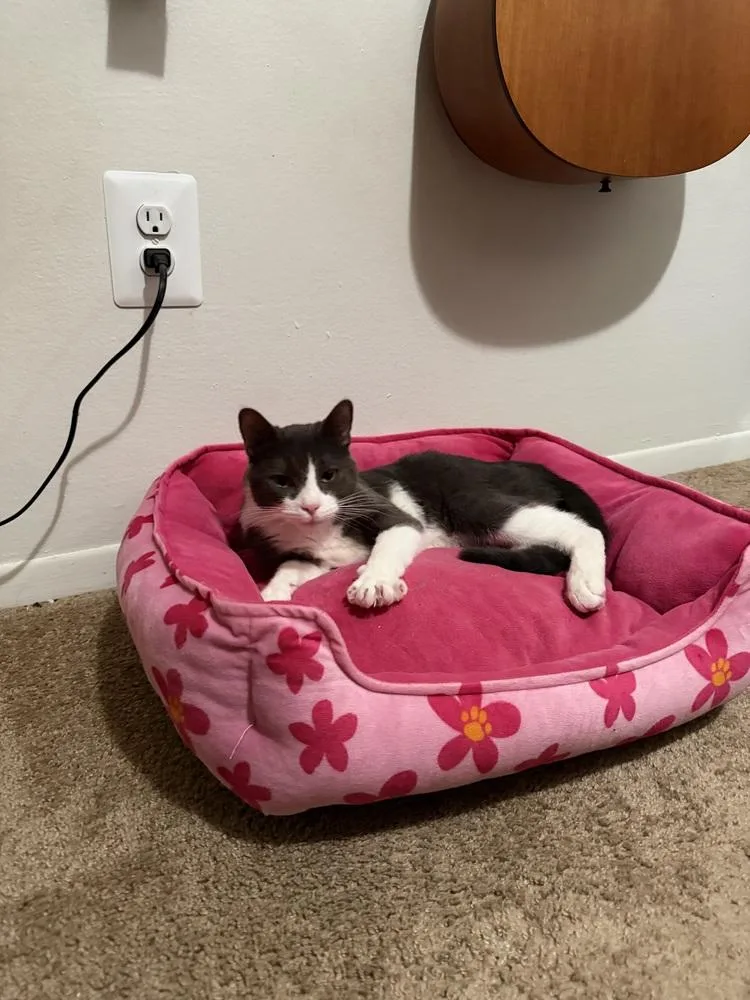 Samburgler thumbnail 4