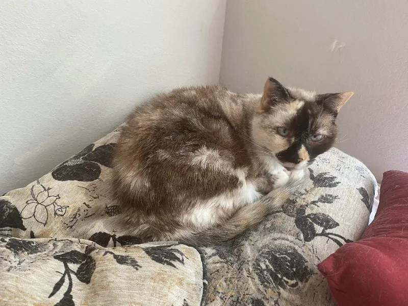 Willow  Older Siamese